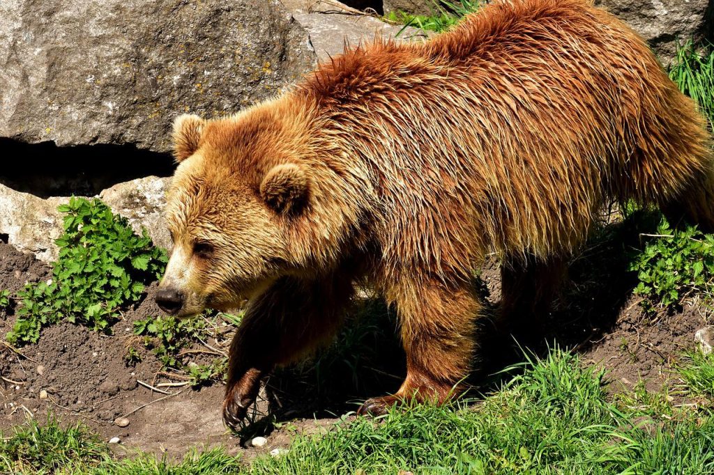 european brown bear, brown bear, nature park-3352504.jpg