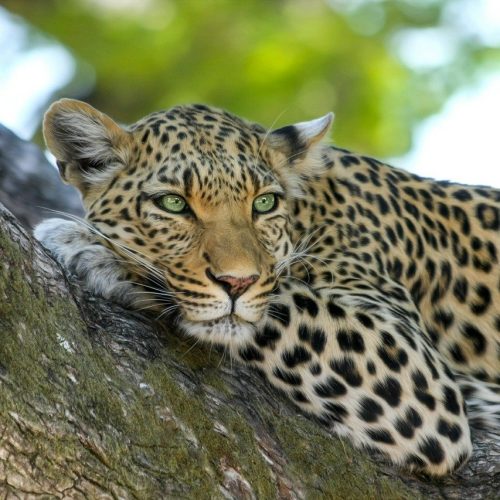 leopard-515509_1280